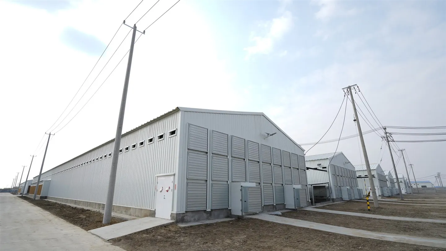 El tipo H tipo jaula de pollo de 4 niveles jaulas en batería automáticas para aves de corral equipo de aves de corral